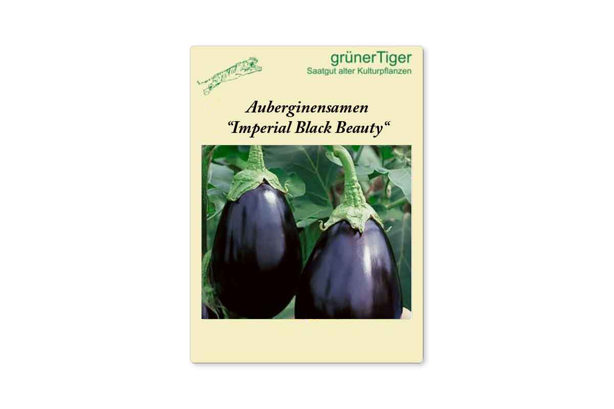 Samen für Aubergine Black Beauty